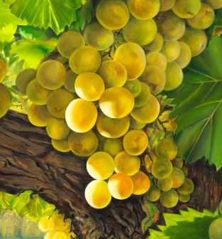 muscat-grape-closeup1